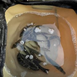 サビキまだまだ行けそう