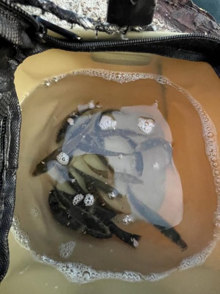 サビキまだまだ行けそう