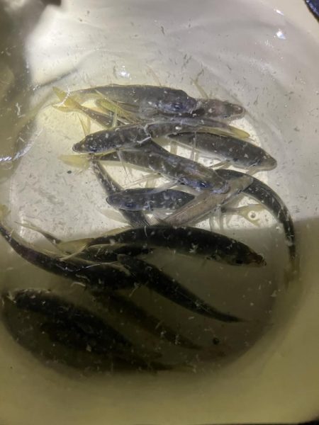 サビキまだ行けそう