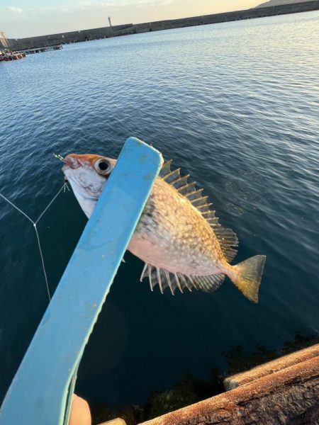 まだサビキ行けそう