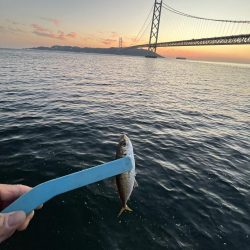 サビキもまだギリギリ