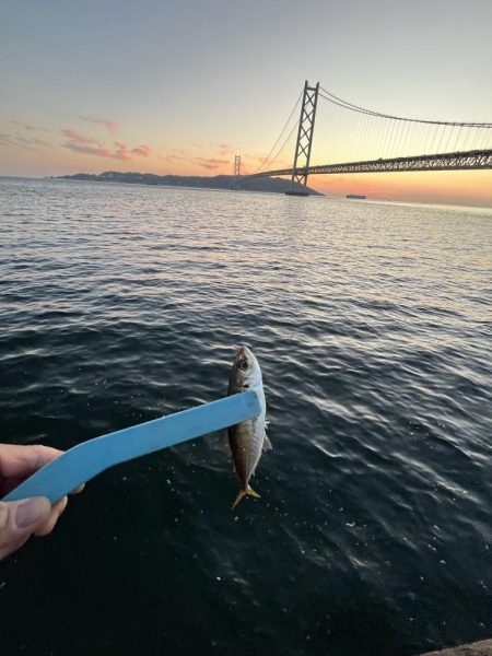 サビキもまだギリギリ