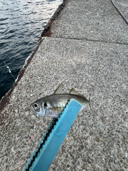 サビキも終盤？！