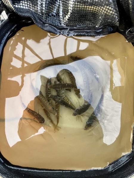 サビキまだギリギリいける