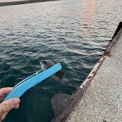 サビキまだまだいける②