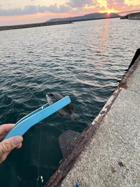 サビキまだまだいける②