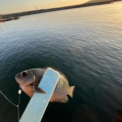 サビキギリギリ行けそう