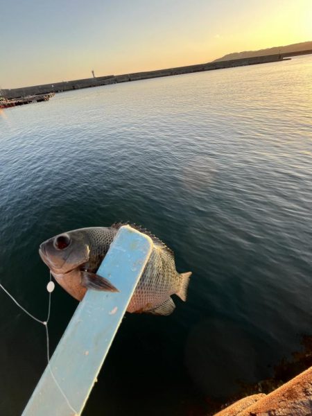 サビキギリギリ行けそう