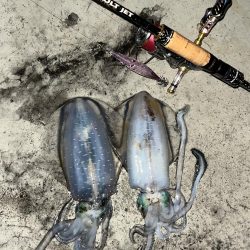 仕事帰りエギング③