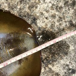 エギング 佐渡遠征⑥