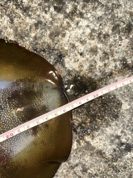 エギング 佐渡遠征⑥