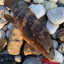 チヌとアコウをスプーンで