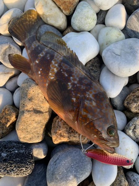 チヌとアコウをスプーンで