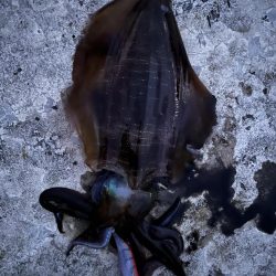 エギング 佐渡遠征⑦