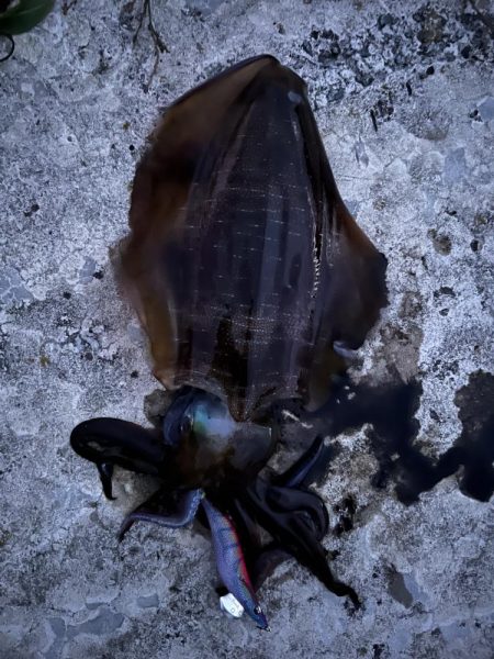 エギング　佐渡遠征⑦