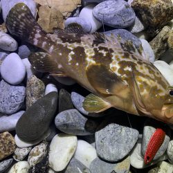 砂利浜スプーニング