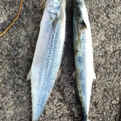 大阪湾サゴシ絶好調 ホームでサゴシ2匹