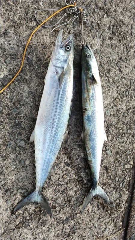 大阪湾サゴシ絶好調 ホームでサゴシ2匹