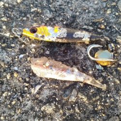 ホームでショアジギング、サゴシ53㎝