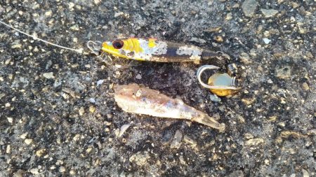 ホームでショアジギング、サゴシ53㎝