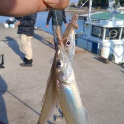 魚住漁港の落ちギス調査