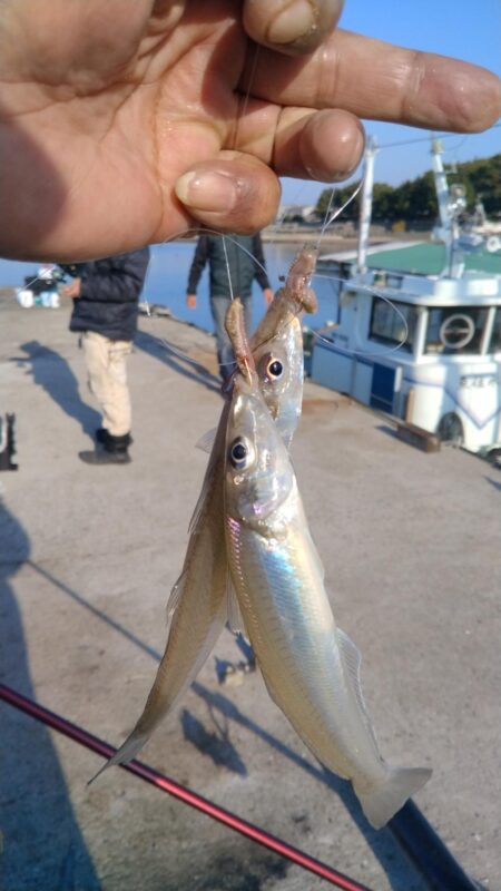 魚住漁港の落ちギス調査