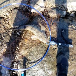 狙って、フラットが釣れた。釣行時間10分チョイ