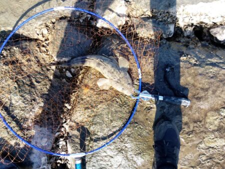 狙って、フラットが釣れた。釣行時間10分チョイ