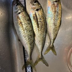 雨の前アジング