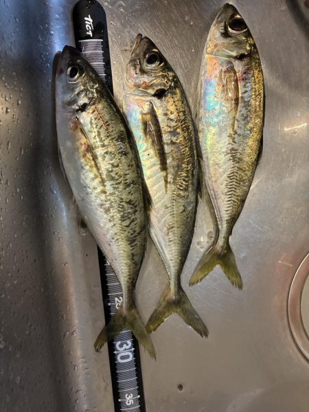 雨の前アジング