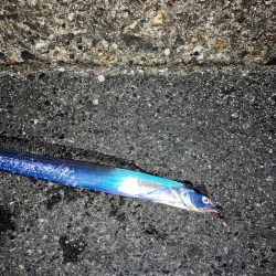 サゴシ宮津〜舞鶴ランガン