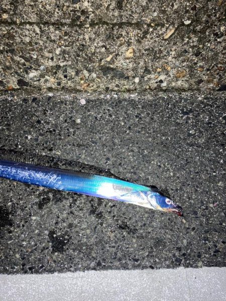 サゴシ宮津〜舞鶴ランガン