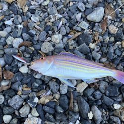 ヒラメ43、イトヨリダイ42cm