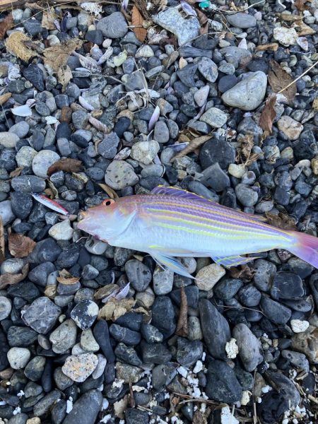 ヒラメ43、イトヨリダイ42cm