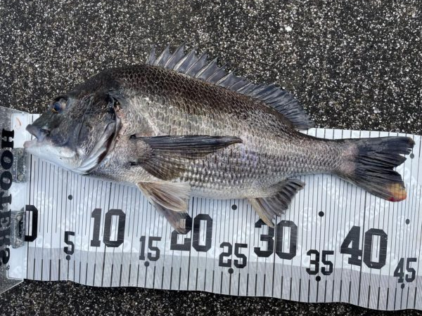 イチノ兄弟、釣果！