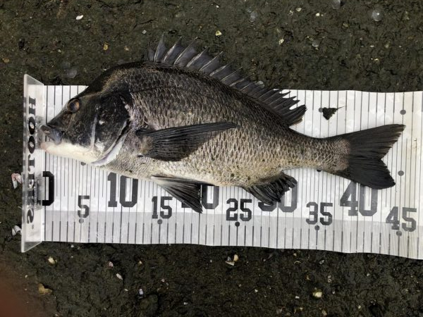 イチノ兄弟、釣果！