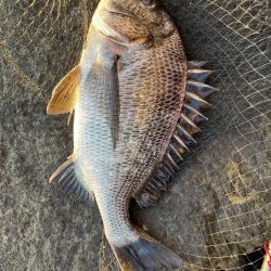 イチノ兄弟、釣果！