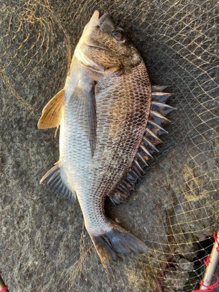 イチノ兄弟、釣果！