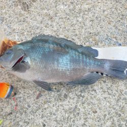 良型グレ入れ食い！