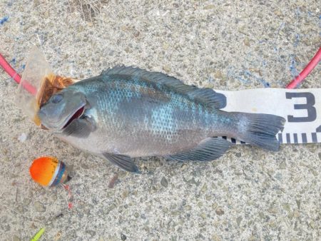 良型グレ入れ食い！