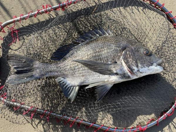 イチノ兄弟、釣果！