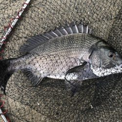 イチノ兄弟、釣果！