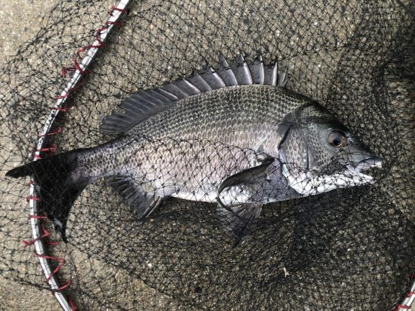 イチノ兄弟、釣果！