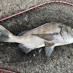 イチノ兄弟、釣果！