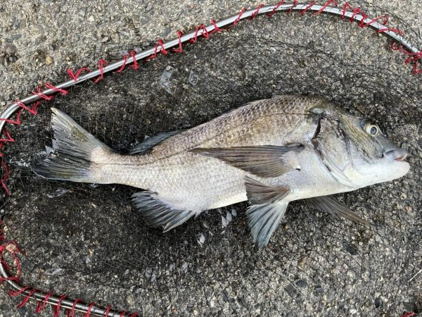 イチノ兄弟、釣果！