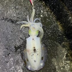 2025 佐渡ヶ島エギング Vol.44【11月2日】