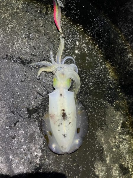 2025 佐渡ヶ島エギング Vol.44【11月2日】