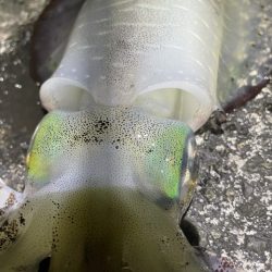 2025 佐渡ヶ島エギング Vol.46【11月5日】