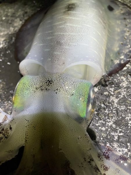 2025 佐渡ヶ島エギング Vol.46【11月5日】