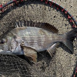 イチノ兄弟、釣果！